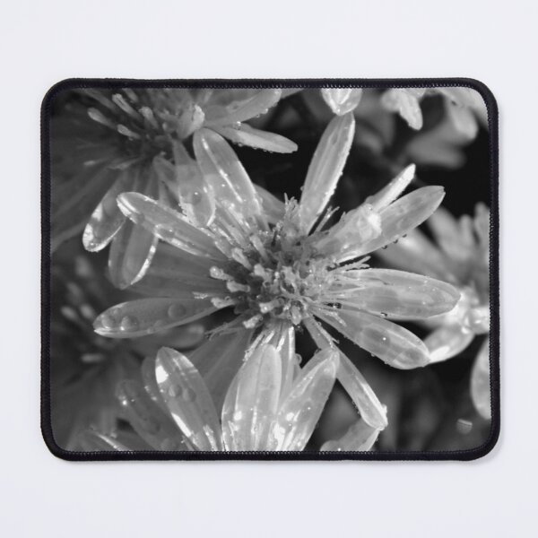 Item preview, Black and White Aster  designed and sold by OliviaDorgan02.