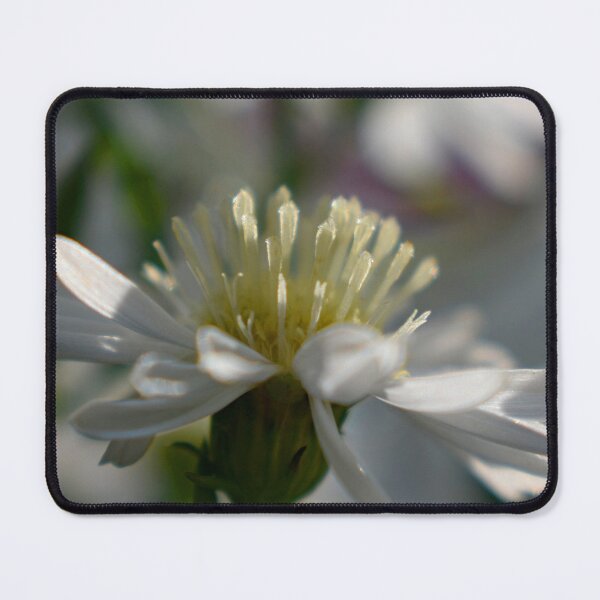 Item preview, Morning White Aster designed and sold by OliviaDorgan02.