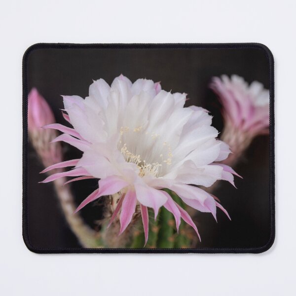 Item preview, Delicate Cactus Blossom designed and sold by Kasia Design.