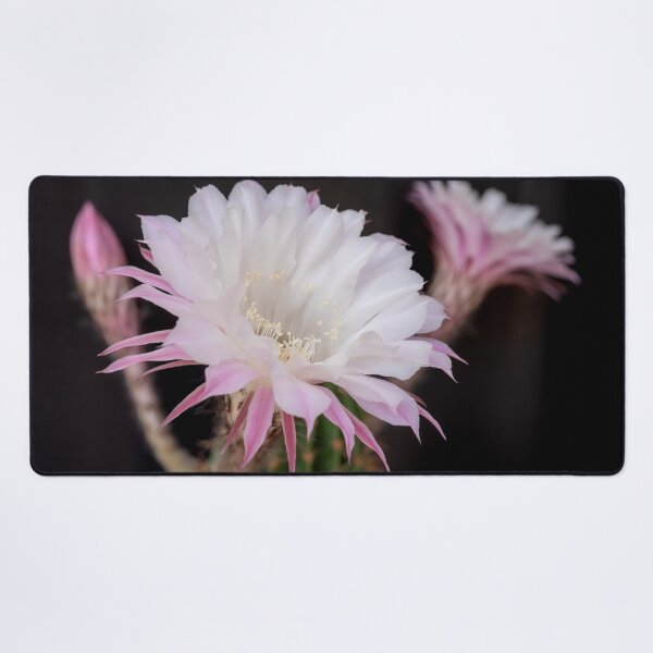 Item preview, Delicate Cactus Blossom designed and sold by Kasia Design.