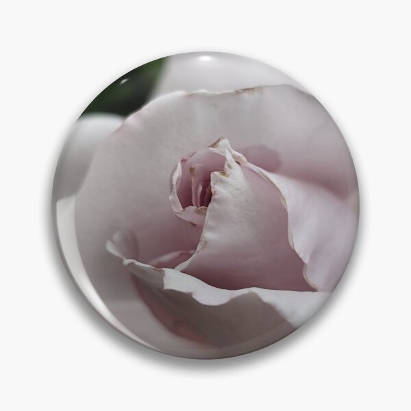 Item preview, Majestic Pink White Lylac Rose Rosa Posing While Catching Sun designed and sold by vtspatial.
