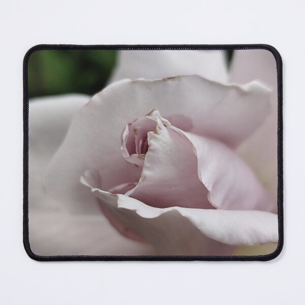 Item preview, Majestic Pink White Lylac Rose Rosa Posing While Catching Sun designed and sold by vtspatial.
