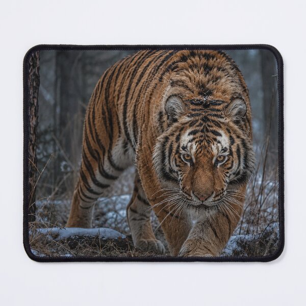 Item preview, Tiger on the Hunt in Winter designed and sold by nikkolaus.