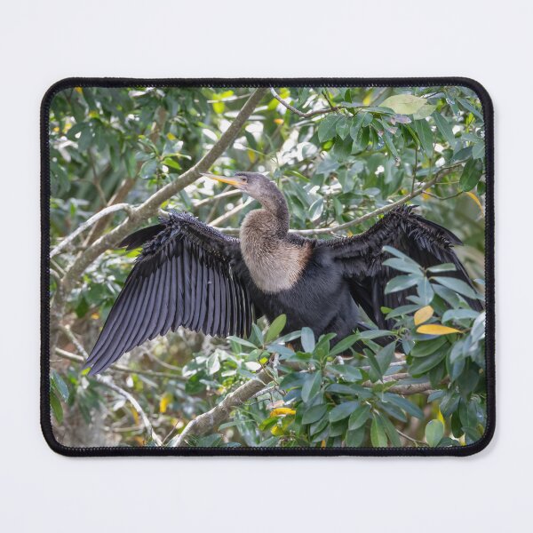 Item preview, Anhinga Bird Spreading Wings in Palm Island Park, Mt. Dora designed and sold by jrtwynam.
