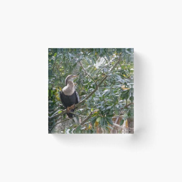 Item preview, Anhinga Perched in Palm Island Park, Mt Dora, Florida designed and sold by jrtwynam.