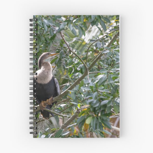 Item preview, Anhinga Perched in Palm Island Park, Mt Dora, Florida designed and sold by jrtwynam.