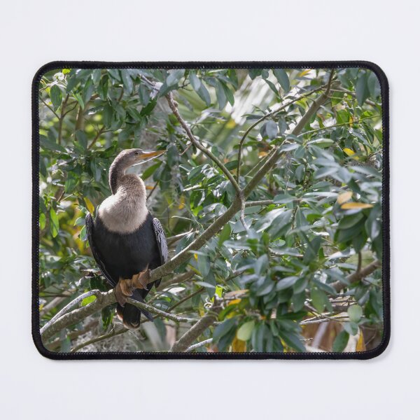 Item preview, Anhinga Perched in Palm Island Park, Mt Dora, Florida designed and sold by jrtwynam.