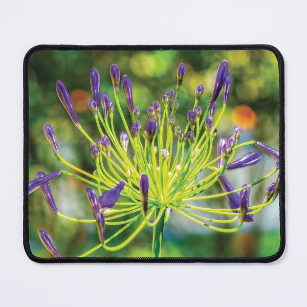 Item preview, Agapanthus designed and sold by Kay Brewer.