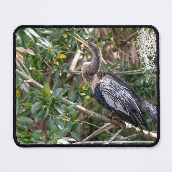 Item preview, Anhinga Bird Perched in Palm Island Park, Mount Dora, Florida designed and sold by jrtwynam.