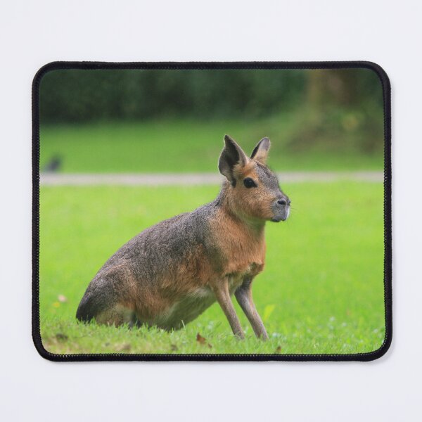 Item preview, Patagonia Mara Hare designed and sold by danielasynner.