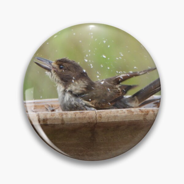 Item preview, Female Butcher bird having a bath, Berat, Queensland designed and sold by Lynette2025.