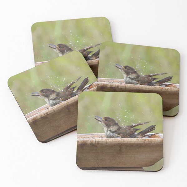 Item preview, Female Butcher bird having a bath, Berat, Queensland designed and sold by Lynette2025.