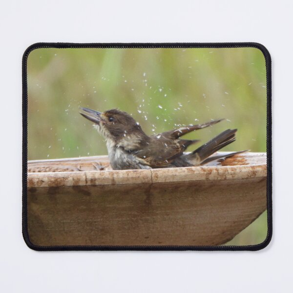 Item preview, Female Butcher bird having a bath, Berat, Queensland designed and sold by Lynette2025.