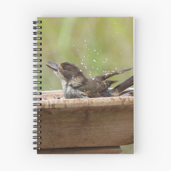 Item preview, Female Butcher bird having a bath, Berat, Queensland designed and sold by Lynette2025.