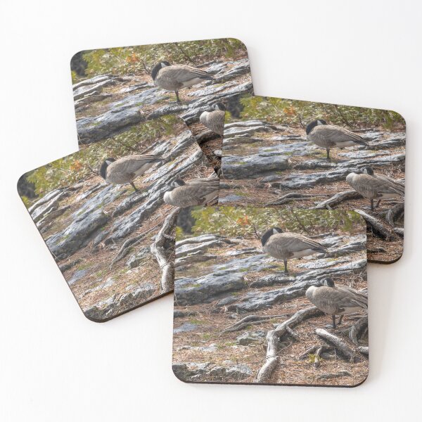 Item preview, Canada Geese Resting Among Rocks and Roots in Ontario Park designed and sold by jrtwynam.