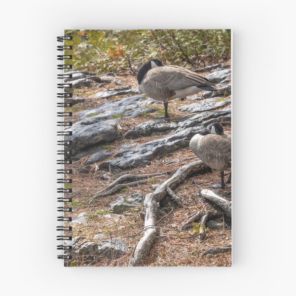 Item preview, Canada Geese Resting Among Rocks and Roots in Ontario Park designed and sold by jrtwynam.