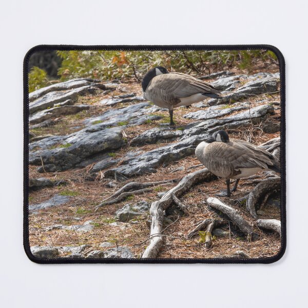 Item preview, Canada Geese Resting Among Rocks and Roots in Ontario Park designed and sold by jrtwynam.