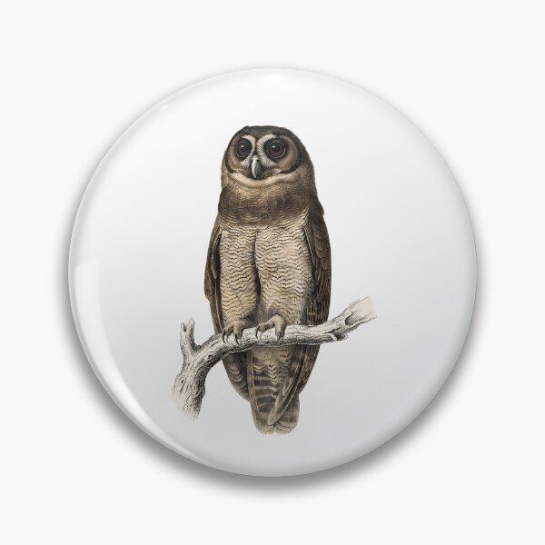 Item preview, illustrations of brown wood owl in a vintage natural history book designed and sold by wonderisland.