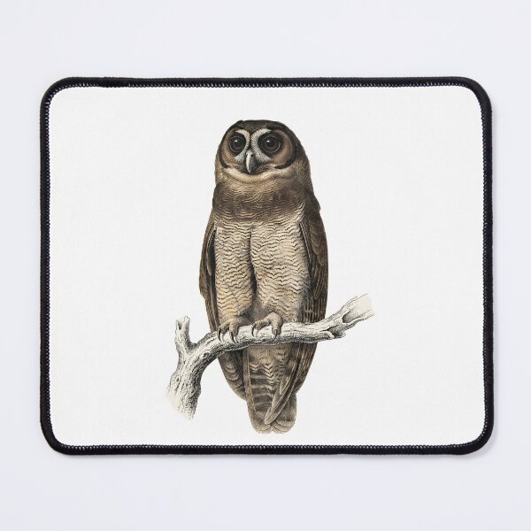Item preview, illustrations of brown wood owl in a vintage natural history book designed and sold by wonderisland.