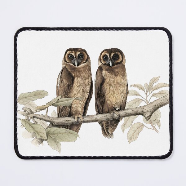 Item preview, illustrations of brown wood owl in a vintage natural history book designed and sold by wonderisland.