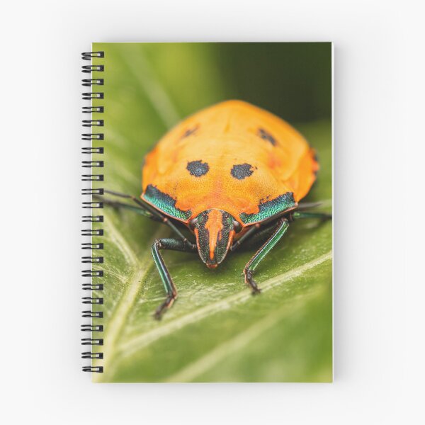 Item preview, Hibiscus Harlequin Bug designed and sold by robdwildlife.