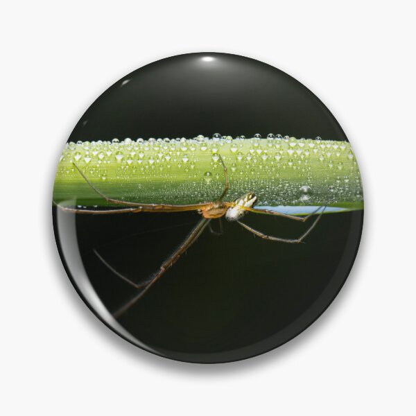 Item preview, Silver Orb Weaver Spider designed and sold by robdanimalphotography.
