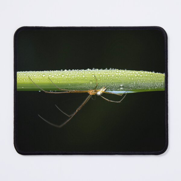 Item preview, Silver Orb Weaver Spider designed and sold by robdanimalphotography.