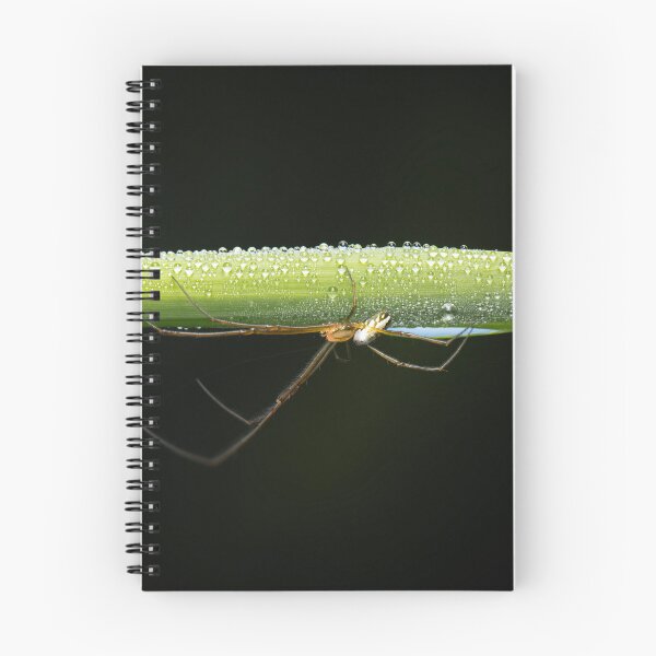 Item preview, Silver Orb Weaver Spider designed and sold by robdwildlife.