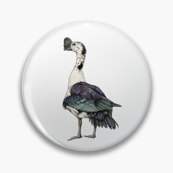 Item preview, illustrations of male knob-billed duck in a vintage natural history book designed and sold by wonderisland.