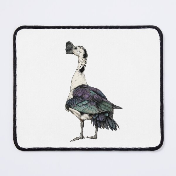 Item preview, illustrations of male knob-billed duck in a vintage natural history book designed and sold by wonderisland.