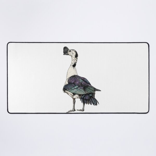 Item preview, illustrations of male knob-billed duck in a vintage natural history book designed and sold by wonderisland.