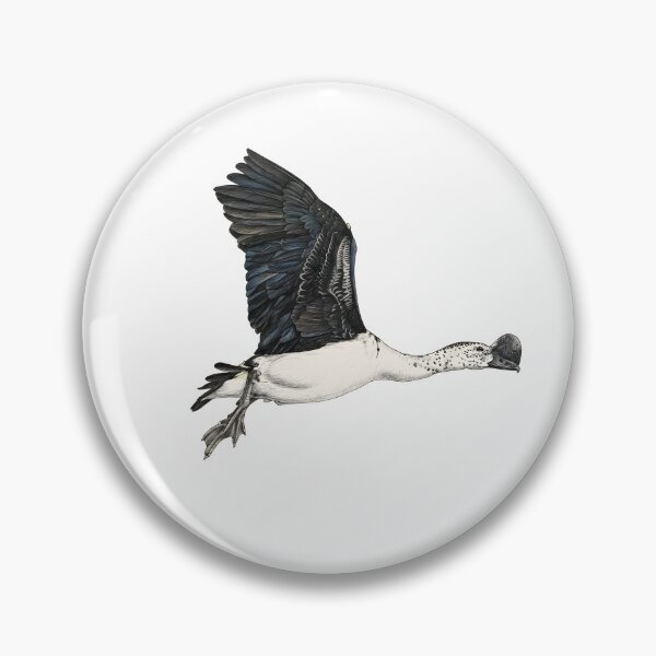 Item preview, illustrations of flying male knob-billed duck in a vintage natural history book designed and sold by wonderisland.