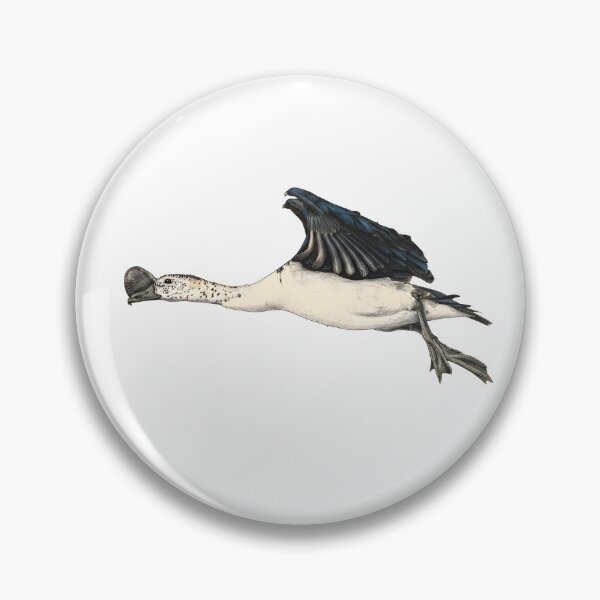 Item preview, illustrations of flying male knob-billed duck in a vintage natural history book designed and sold by wonderisland.