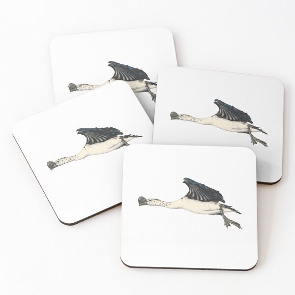 Item preview, illustrations of flying male knob-billed duck in a vintage natural history book designed and sold by wonderisland.