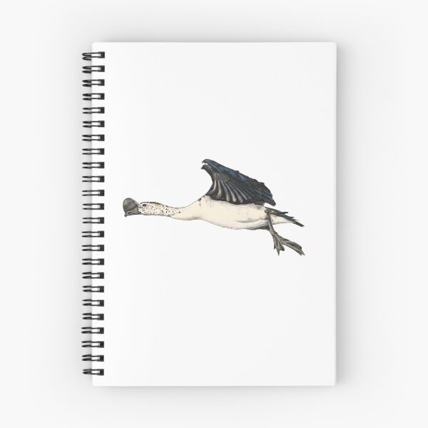 Item preview, illustrations of flying male knob-billed duck in a vintage natural history book designed and sold by wonderisland.