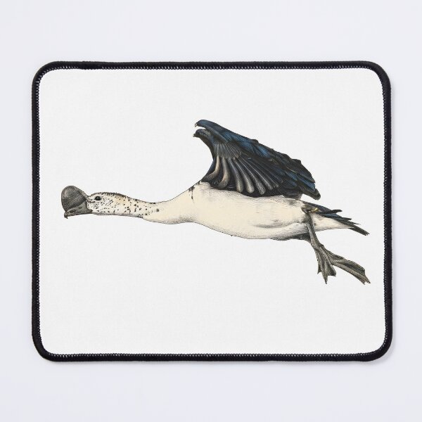 Item preview, illustrations of flying male knob-billed duck in a vintage natural history book designed and sold by wonderisland.