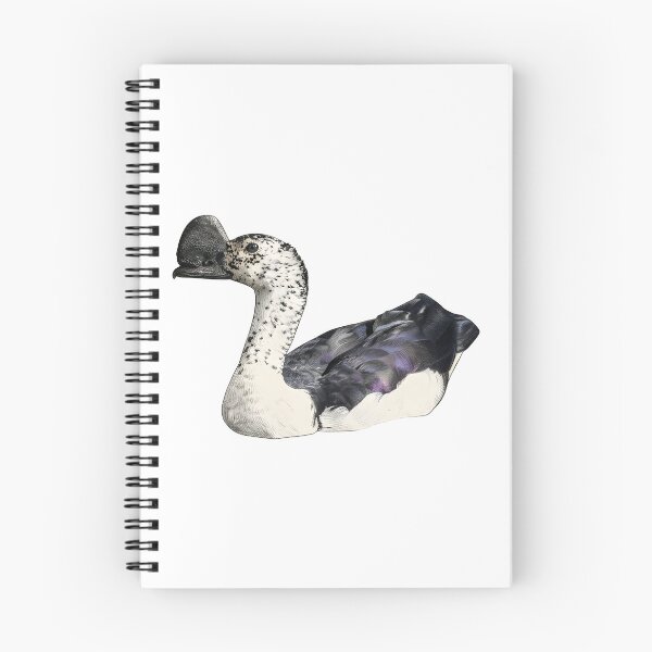 Item preview, illustrations of flying male knob-billed duck in a vintage natural history book designed and sold by wonderisland.