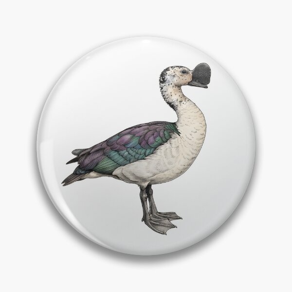 Item preview, illustrations of flying male knob-billed duck in a vintage natural history book designed and sold by wonderisland.