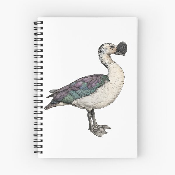 Item preview, illustrations of flying male knob-billed duck in a vintage natural history book designed and sold by wonderisland.