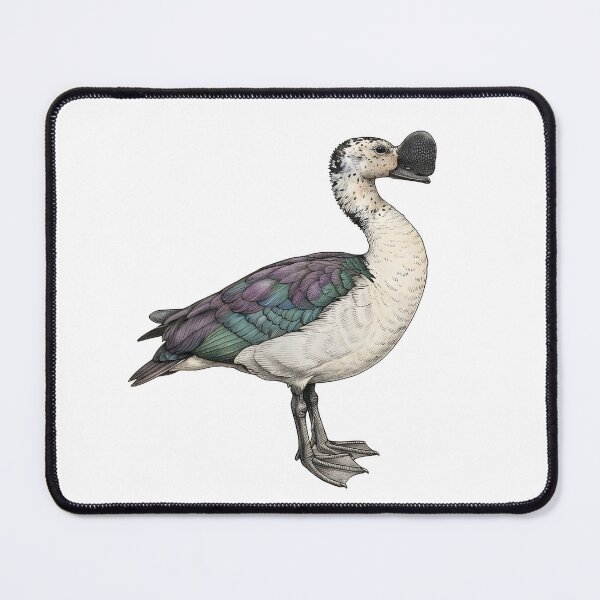 Item preview, illustrations of flying male knob-billed duck in a vintage natural history book designed and sold by wonderisland.