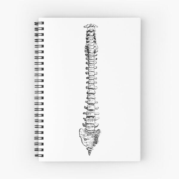 Item preview, Human Spine Anatomy - Medical Clipart, Skeleton Bone Anatomy designed and sold by DGMaxShop.