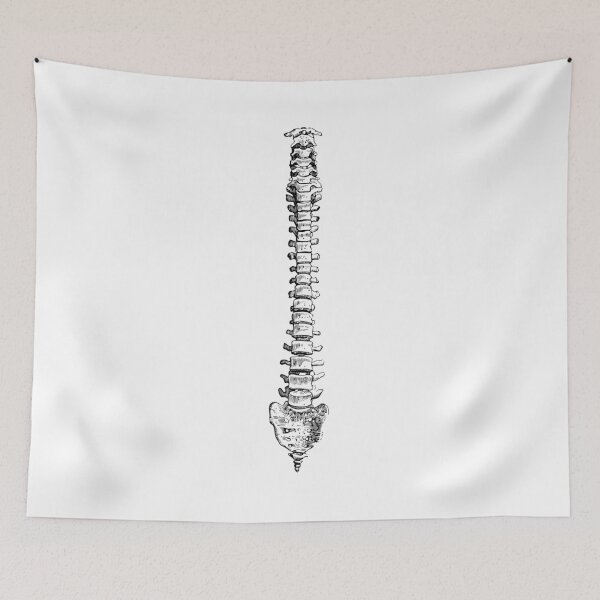 Item preview, Human Spine Anatomy - Medical Clipart, Skeleton Bone Anatomy designed and sold by DGMaxShop.