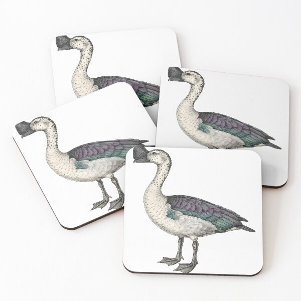 Item preview, illustrations of male knob-billed duck in a vintage natural history book designed and sold by wonderisland.