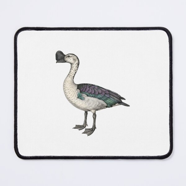 Item preview, illustrations of male knob-billed duck in a vintage natural history book designed and sold by wonderisland.