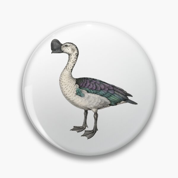 Item preview, illustrations of male knob-billed duck in a vintage natural history book designed and sold by wonderisland.