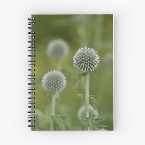 Item preview, Silver Globe Thistle Flower Macro Photography designed and sold by TathataPhotos.