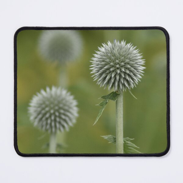 Item preview, Silver Globe Thistle Flower Macro Photography designed and sold by TathataPhotos.