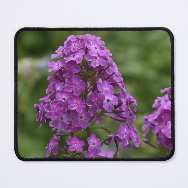 Item preview, Purple Phlox Flower Macro Photography designed and sold by TathataPhotos.