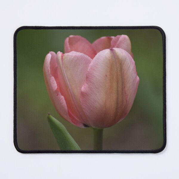 Item preview, Soft Pink Tulip Bloom Spring Photography designed and sold by TathataPhotos.