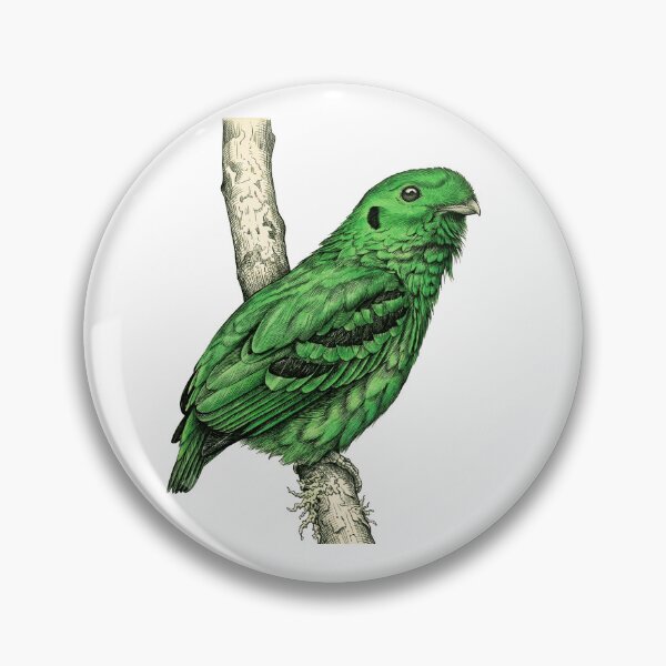Item preview, illustrations of male Green Broadbill in a vintage natural history book designed and sold by wonderisland.